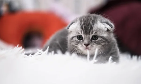 Gato Doméstico Bonito Sofá Está Saciando Animais Domésticos Casa Animal — Fotografia de Stock