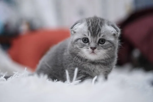 Gato Doméstico Bonito Sofá Está Saciando Animais Domésticos Casa Animal — Fotografia de Stock