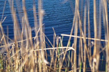 Akan doğada güzel bir kaynak nehri. Sabahları ve akşamları renkli manzaralar. Dünyanın ıssız yerlerine seyahat et. Tasarım için stok fotoğrafı