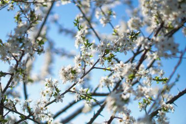 İlkbaharda çiçek açan güzel bir ağaç. Nisan ayında güneşte çiçekler. Doğadaki stok arka planı
