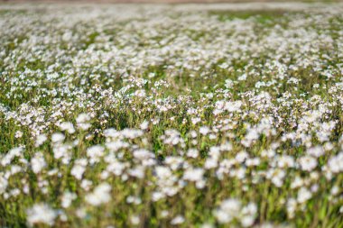 Büyük bir bahar çayırında çiçek açan güzel çiçekler. Güneşin altında nisan çiçeği. Yeşil çimenli stok arka planı