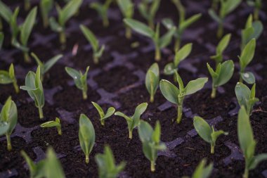 Paletlerdeki bir serada yetişen farklı bitkiler. Tarım endüstrisindeki iş konuları. Satılık gıda endüstrisi. Gmo 'suz eko ürünler