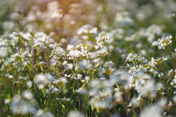 Vackra Blommor Stor Våräng April Blomma Solen Beståndsbakgrund Naturen Med — Stockfoto