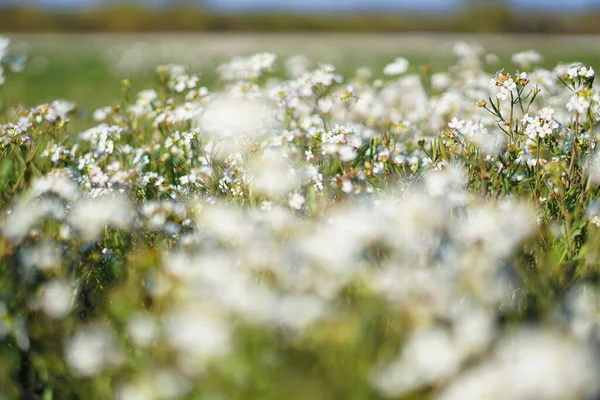 Vackra Blommor Stor Våräng April Blomma Solen Beståndsbakgrund Naturen Med — Stockfoto