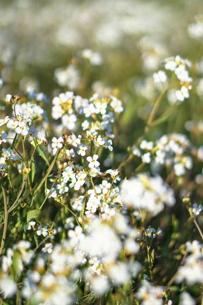 Vackra Blommor Stor Våräng April Blomma Solen Beståndsbakgrund Naturen Med — Stockfoto