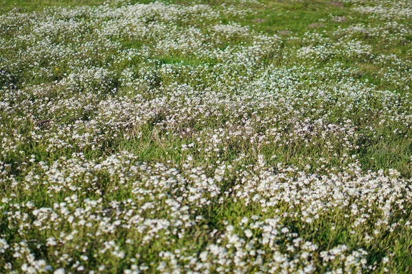 Hermosas Flores Flor Gran Prado Primavera Flor Abril Sol Fondo — Foto de Stock