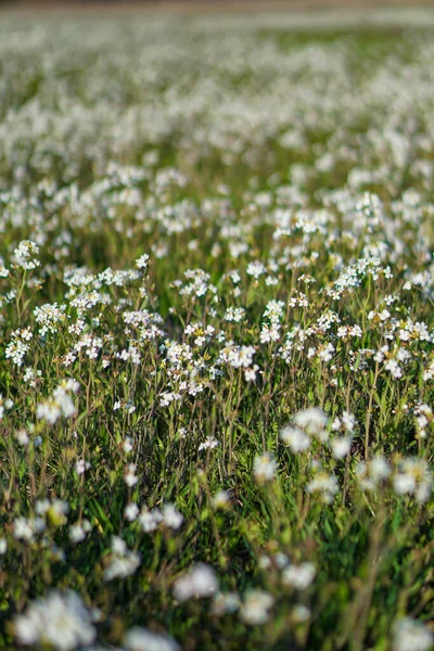 Vackra Blommor Stor Våräng April Blomma Solen Beståndsbakgrund Naturen Med — Stockfoto