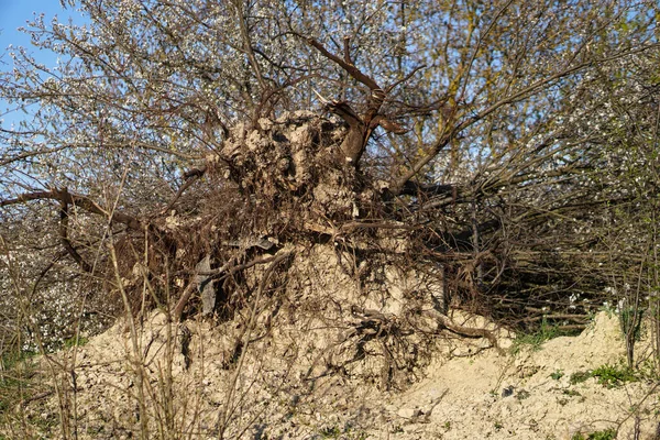 Árvores Danificadas Após Furacão Raiz Rasgada Por Grande Força Fundo — Fotografia de Stock