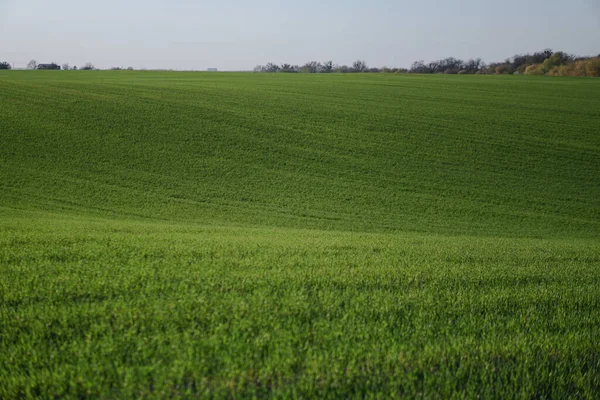 Ausgesätes Feld Mit Weizen Und Getreide Steigende Sprossen Aus Gerste — Stockfoto