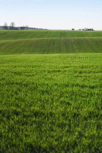 Ausgesätes Feld Mit Weizen Und Getreide Steigende Sprossen Aus Gerste — Stockfoto