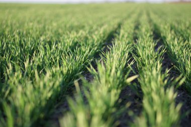 Buğday ve mısır gevreğiyle ekilmiş çiftlik tarlası. Yükselen arpa ve yulaf filizleri. Yiyecek ekmeği olan sınırsız bir bahçe. Endüstriyel hisse teması