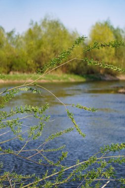 Akan doğada güzel bir kaynak nehri. Sabahları ve akşamları renkli manzaralar. Dünyanın ıssız yerlerine seyahat et. Tasarım için stok fotoğrafı