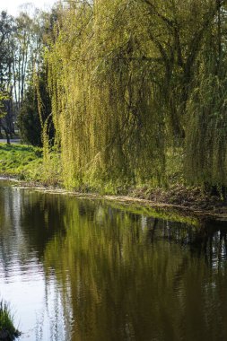 Akan doğada güzel bir kaynak nehri. Sabahları ve akşamları renkli manzaralar. Dünyanın ıssız yerlerine seyahat et. Tasarım için stok fotoğrafı