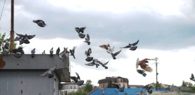 Street pigeons scatter in the city. Animals on the background of architecture clipart