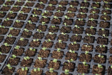 Paletlerdeki bir serada yetişen farklı bitkiler. Tarım endüstrisindeki iş konuları. Satılık gıda endüstrisi. Gmo 'suz eko ürünler
