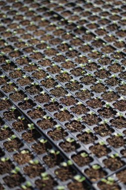 Paletlerdeki bir serada yetişen farklı bitkiler. Tarım endüstrisindeki iş konuları. Satılık gıda endüstrisi. Gmo 'suz eko ürünler