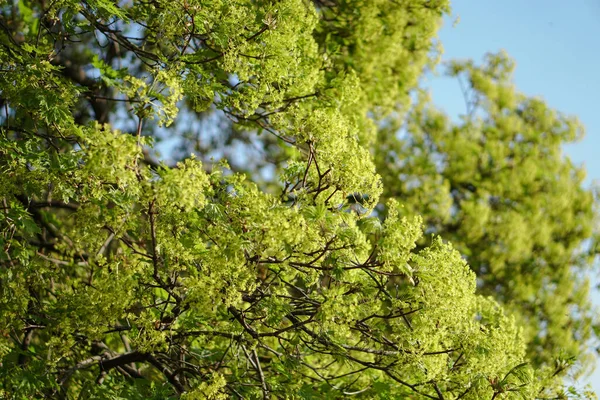 Hermoso Paisaje Verde Primavera Con Fondo Borroso Fondo Verano Para —  Fotos de Stock