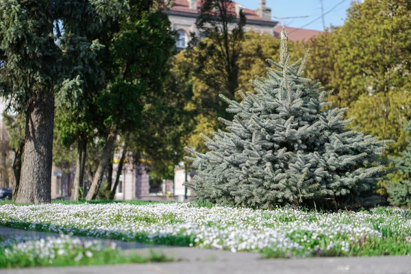 Yeşil Bir Park Evin Arka Planında Güzel Bir Noel Ağacı — Stok fotoğraf