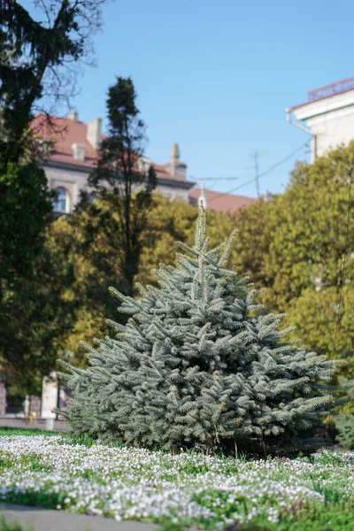 Piękna Choinka Tle Zielonego Parku Domu Krajobraz Europejski — Zdjęcie stockowe