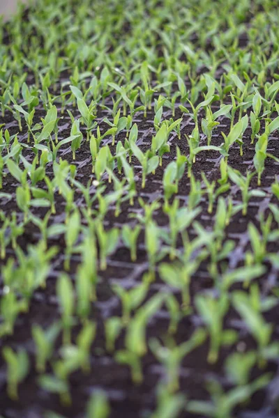 Különböző Növények Csírái Egy Üvegházban Raklapokban Agráripar Üzleti Témája Eladó — Stock Fotó