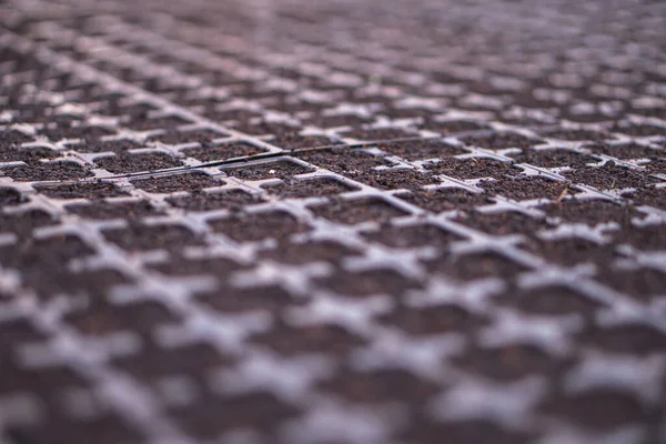 Spruiten Van Verschillende Planten Een Kas Pallets Het Onderwerp Van — Stockfoto