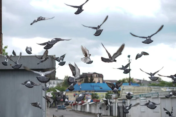 비둘기들은 도시에 흩어졌다 건축을 배경으로 동물들 — 스톡 사진