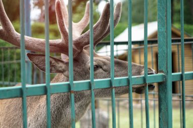 Evin arka planında ve çardaklarda geyik hayvanat bahçesinde. Hayvanlarla alay etmek. Av alanları.