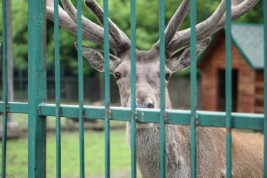 Evin arka planında ve çardaklarda geyik hayvanat bahçesinde. Hayvanlarla alay etmek. Av alanları.