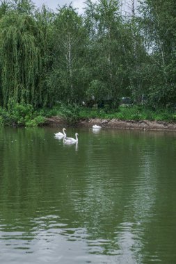 Güzel bahar nehri akmakta olan kuğular gibi. Sabahları ve akşamları renkli manzaralar. Dünyanın ıssız yerlerine seyahat et. Tasarım için stok fotoğrafı