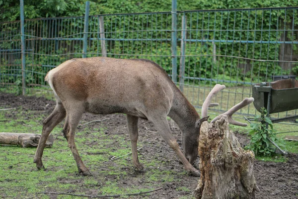 Cerf Dans Cage Zoo Sur Fond Maison Treillis Des Moqueries — Photo