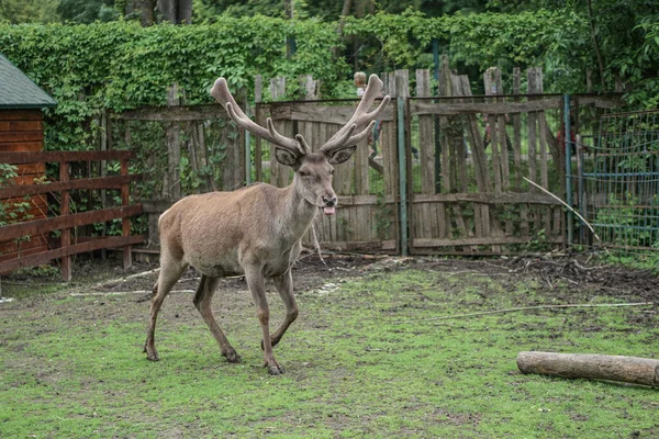 Cerf Dans Cage Zoo Sur Fond Maison Treillis Des Moqueries — Photo