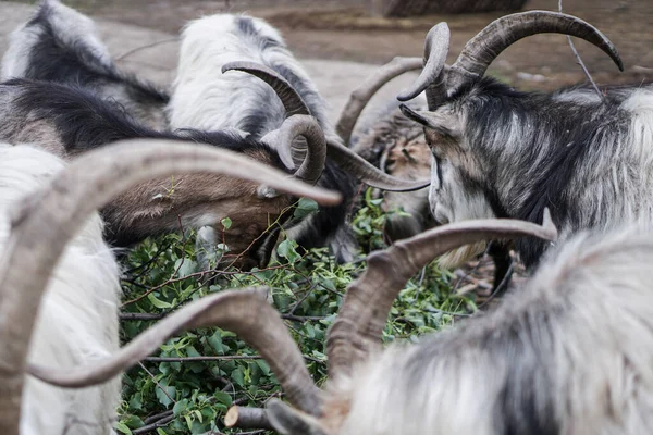 Las Ovejas Cabras Detrás Cerca Comen Animales Cría Temáticos Granja — Foto de Stock