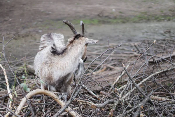 Las Ovejas Cabras Detrás Cerca Comen Animales Cría Temáticos Granja — Foto de Stock