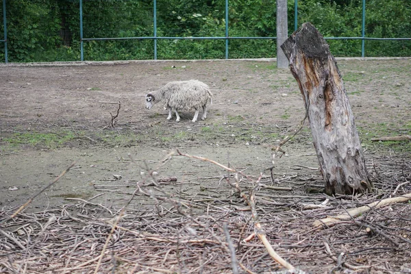 Les Moutons Les Chèvres Derrière Clôture Mangent Animaux Élevage Thème — Photo