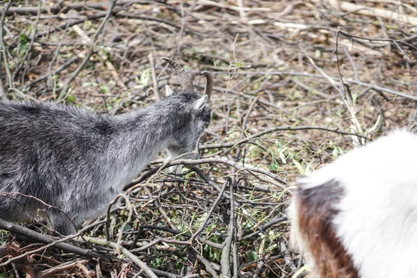 Las Ovejas Cabras Detrás Cerca Comen Animales Cría Temáticos Granja — Foto de Stock