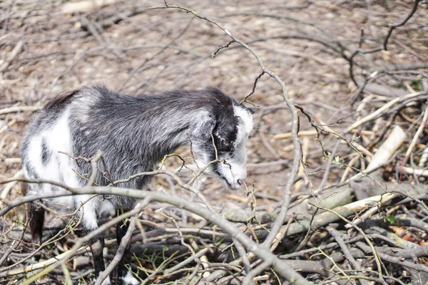 Las Ovejas Cabras Detrás Cerca Comen Animales Cría Temáticos Granja — Foto de Stock