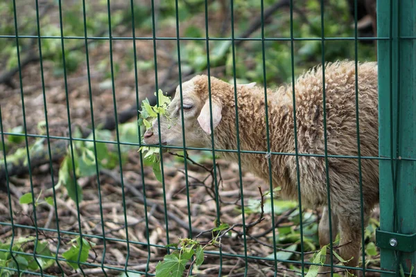 Sheep Goats Fence Eat Farm Theme Breeding Animals Stock Industrial — Stock Photo, Image