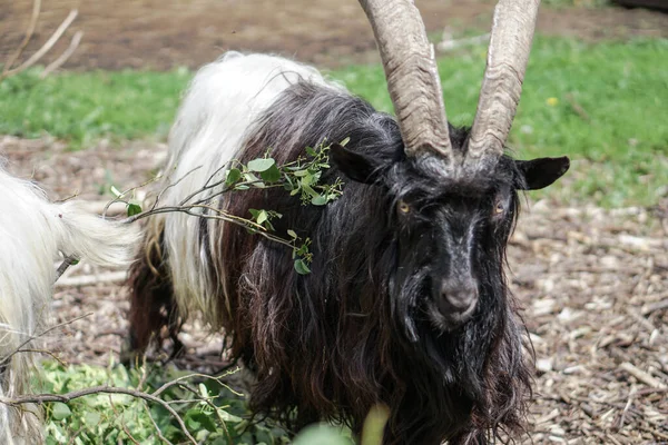 Las Ovejas Cabras Detrás Cerca Comen Animales Cría Temáticos Granja — Foto de Stock