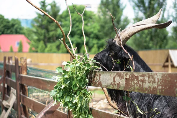 Las Ovejas Cabras Detrás Cerca Comen Animales Cría Temáticos Granja — Foto de Stock