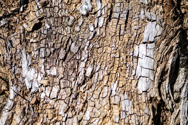 Abgenutzte Textur Aus Holz Und Sägemehl Lagerhintergrund Für Design Zersplittertes — Stockfoto