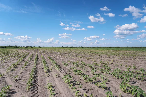 Planted crop farm field. The fertile land of the agricultural sector. food on black soil in the garden. Industrial stock theme