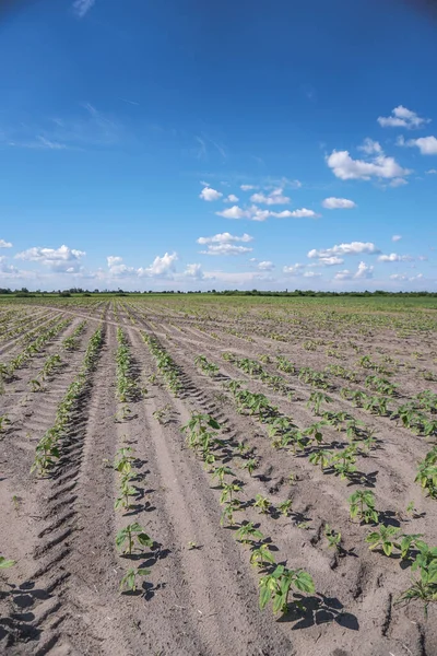 Planted crop farm field. The fertile land of the agricultural sector. food on black soil in the garden. Industrial stock theme