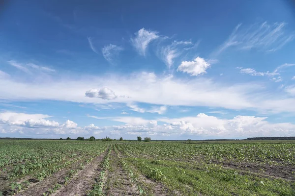 Planted crop farm field. The fertile land of the agricultural sector. food on black soil in the garden. Industrial stock theme