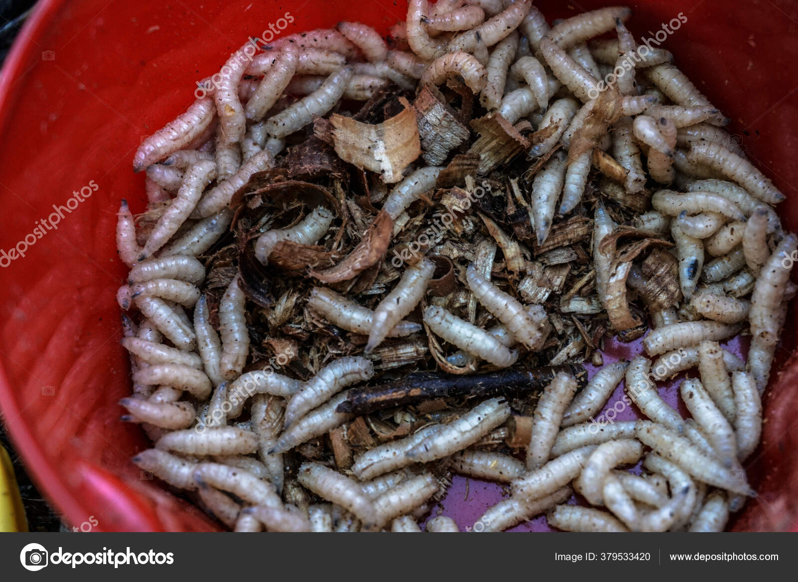 Maggots Fisherman Boxes Grass Twigs River White Worms Jar Food — Stock  Photo © subjob #379533420