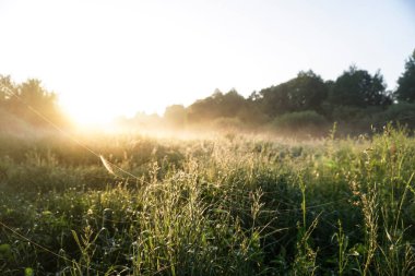 Işık sisi ve güneş altında güzel bir sabah manzarası. Akşamları çimen ve çalıların yaprakları parlıyor. Tasarım için stok doğa arka planı.