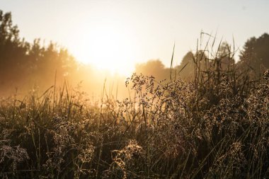 Işık sisi ve güneş altında güzel bir sabah manzarası. Akşamları çimen ve çalıların yaprakları parlıyor. Tasarım için stok doğa arka planı.
