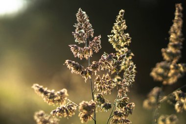 Işık sisi ve güneş altında güzel bir sabah manzarası. Akşamları çimen ve çalıların yaprakları parlıyor. Tasarım için stok doğa arka planı.