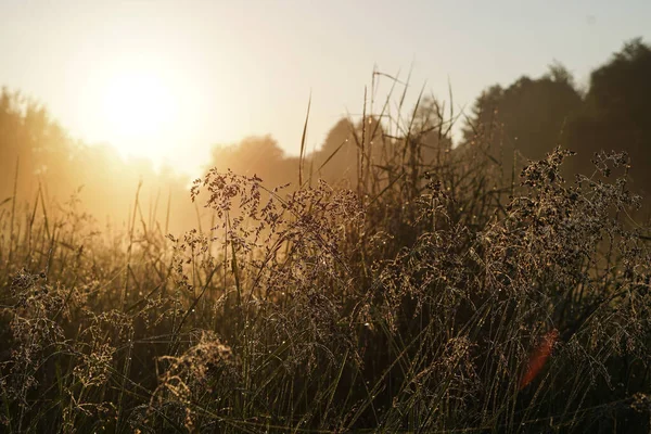 Schöne Morgenlandschaft Leichtem Nebel Und Der Sonne Grashalme Und Büsche — Stockfoto