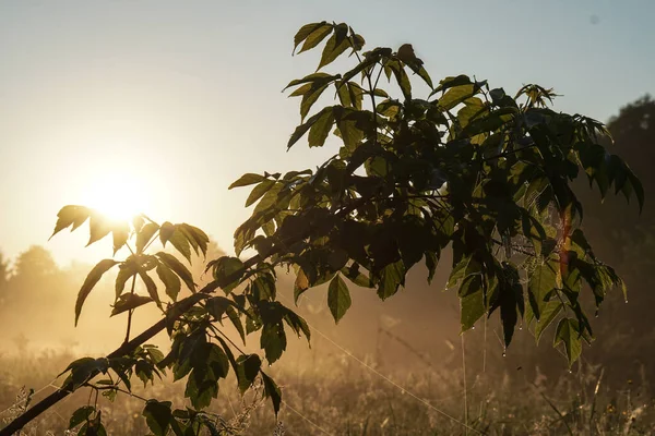 Beautiful morning landscape in light fog and the sun. A tree branch glows in the evening. Stock nature background for design.