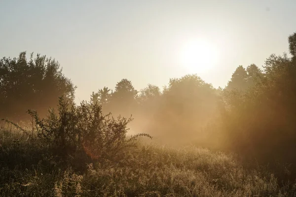 Hermoso Paisaje Matutino Niebla Clara Sol Una Rama Árbol Brilla — Foto de Stock